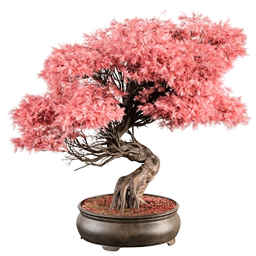 Mini Bonsai Plant for Indoors 3D model image 1 