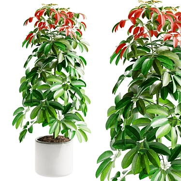 Tropical Schefflera Arboricola Model 3D model image 1 