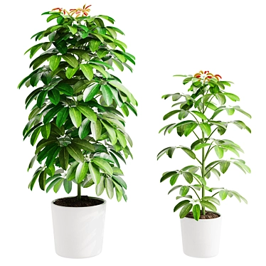 Schefflera Arboricola-02