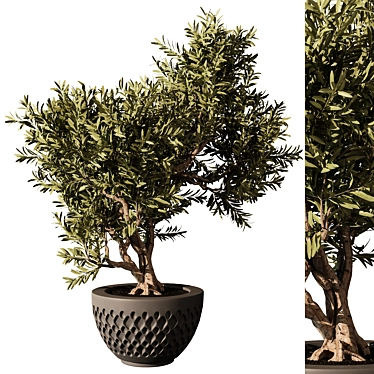 Elegant Indoor Plant Model 2015 3D model image 1 