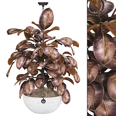 Ficus Elastica Tree Plant Collection 3D model image 1 