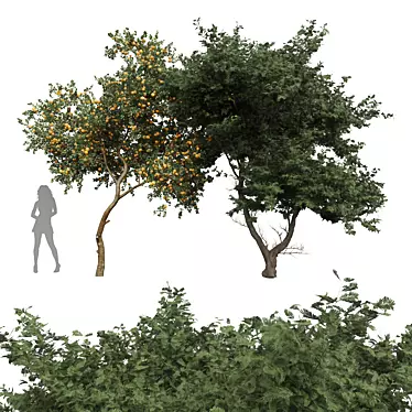 Acacia Tree Models Collection 3D model image 1 