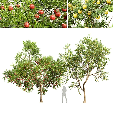 Fruit Tree 3D Models Set 3D model image 1 