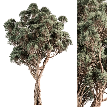 Japanese Cryptomeria Cypress Tree Set 3D model image 1 