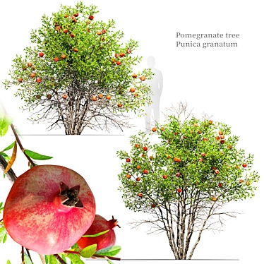 Punica Granatum Tree Set 3D model image 1 