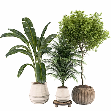 Plant Collection 84: 3D Models 3D model image 1 