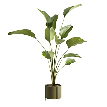 Calathea Lutea Potted Houseplant 3D model image 1 