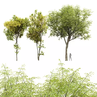 Title: Real Tree 3D Models Set 3D model image 1 