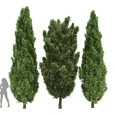 Mediterranean Cypress 3D Tree Models 3D model image 1 