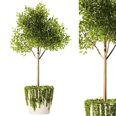 Mediterranean Style Olive Ivy Set 3D model image 1 