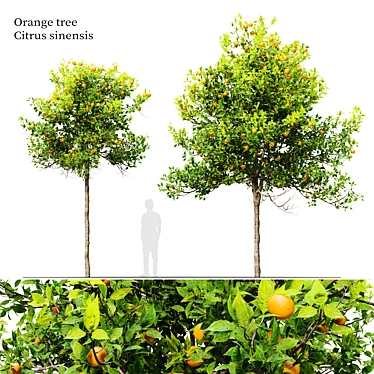 Citrus Sinensis Orange Tree Pack 3D model image 1 