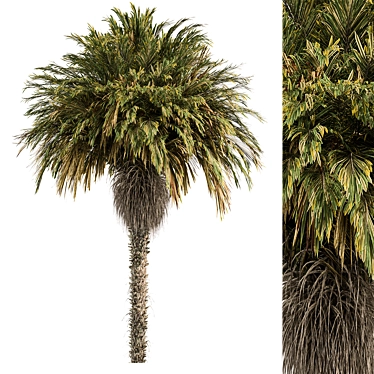 Exotic Arabian Palm Tree Set 3D model image 1 