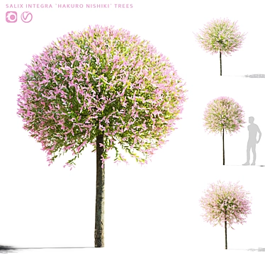 Japanese Willow Trees Bundle 3D model image 1 