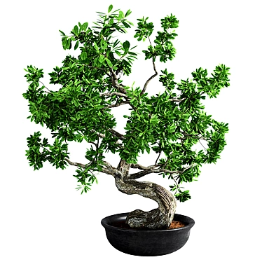 Artisan Bonsai Tree Set 3D model image 1 