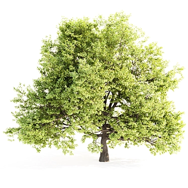 High-Quality PBR Oak Tree Model 3D model image 1 