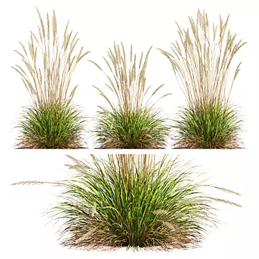 Ornamental Grass Calamagrostis Karl Foerster 3D model image 1 