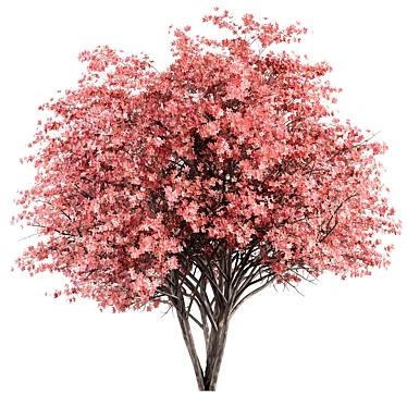 Pink Dogwood Tree Set 3D model image 1 