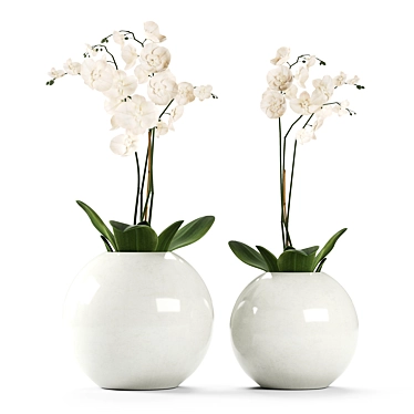 White Orchids in Round Vases 3D model image 1 