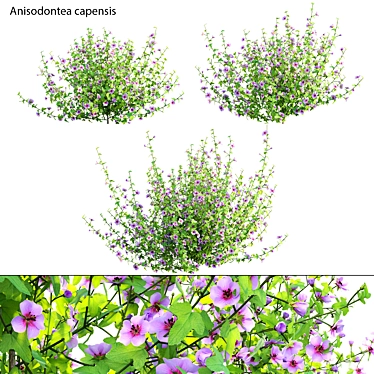 Versatile 3D African Mallow Model 3D model image 1 