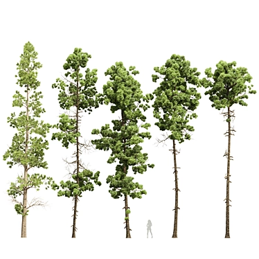 Variety of 5 Pine Trees 3D model image 1 