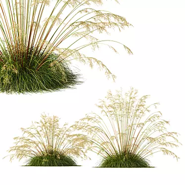 Golden Feather Grass 3D Model 3D model image 1 