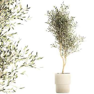 Beautiful decorative olive tree in a white flower pot, landscaping. 1249