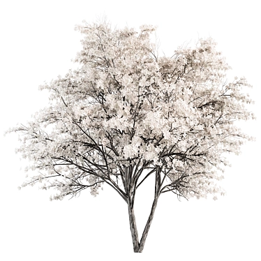 Elegant White Dogwood Tree Set 3D model image 1 