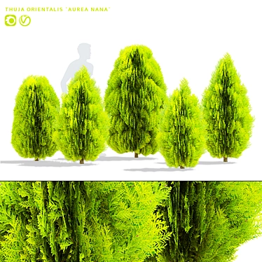 Compact Thuja Tree Models	Collection 3D model image 1 