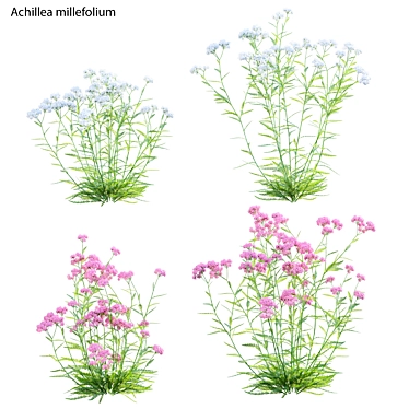 3D Yarrow Plant Models Set 3D model image 1 