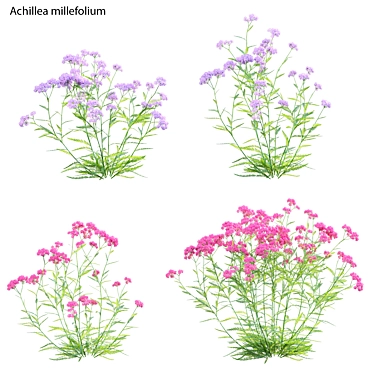 3D Yarrow Plant Models Solution 3D model image 1 