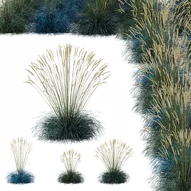 Silver Blue Ornamental Grass Set 3D model image 1 