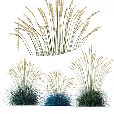 Silver Blue Ornamental Grass 3D Model 3D model image 1 