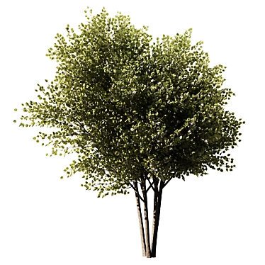 Modern 3D Brich Tree Model 3D model image 1 