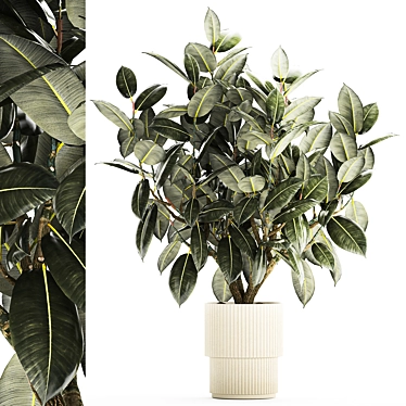 Beautiful ficus Elastica in a flower pot for the interior, indoor tree in a vase.1260