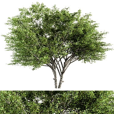 Citrus Bliss Tree Set 171 3D model image 1 