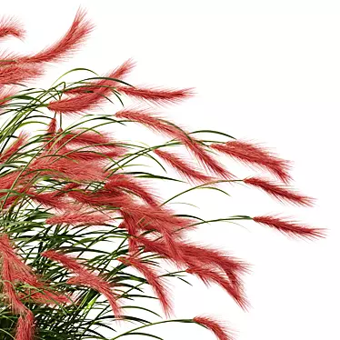 Foxtail Barley 3D Plant Models 3D model image 1 