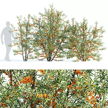 Sea Buckthorn Bush Set 3 3D model image 1 