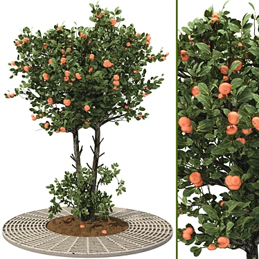 Tangerine Tree 3D Model Collection 3D model image 1 