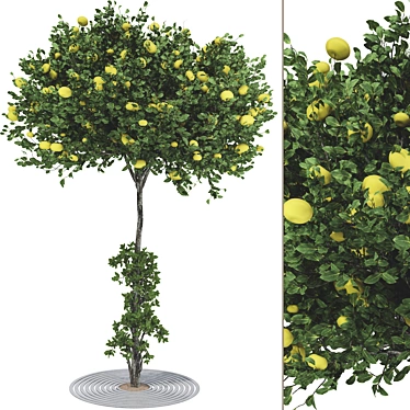  Modern Urban Apple Tree 116 3D model image 1 