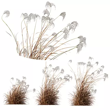 Ornamental Miscanthus Grass 3D Models 3D model image 1 