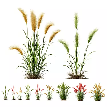 Foxtail Barley HQ Ornamental Plant 3D model image 1 