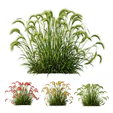 Foxtail Barley 3D Models Bundle 3D model image 1 