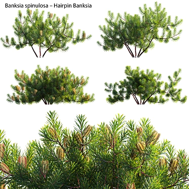  3D Hairpin Banksia Plant Model 3D model image 1 