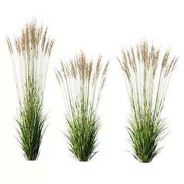 Elegant Moor Grass Decorative Plant 3D model image 1 