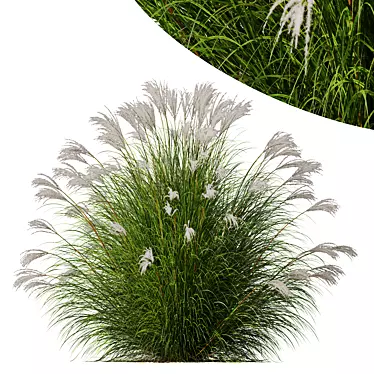 Silky Elephant Grass 3D Model 3D model image 1 