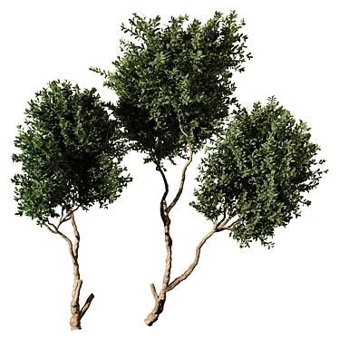 High-Quality Tree Model Set 3D model image 1 