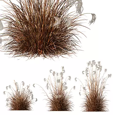 Ornamental Miscanthus Grass HQ Models 3D model image 1 