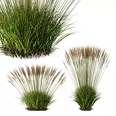 Elegant Molinia Caerulea Grass Model 3D model image 1 