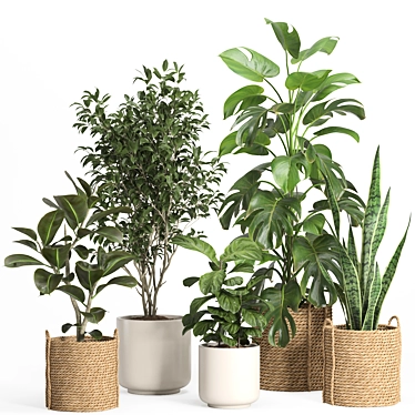 Rattan & Ceramic Indoor Plant Set 3D model image 1 