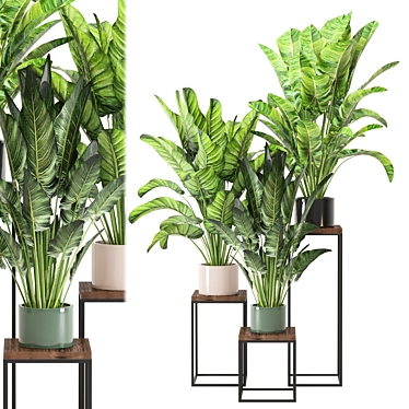 Interior Plant Collection Set 855 3D model image 1 